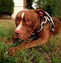 Pit Bull on chain